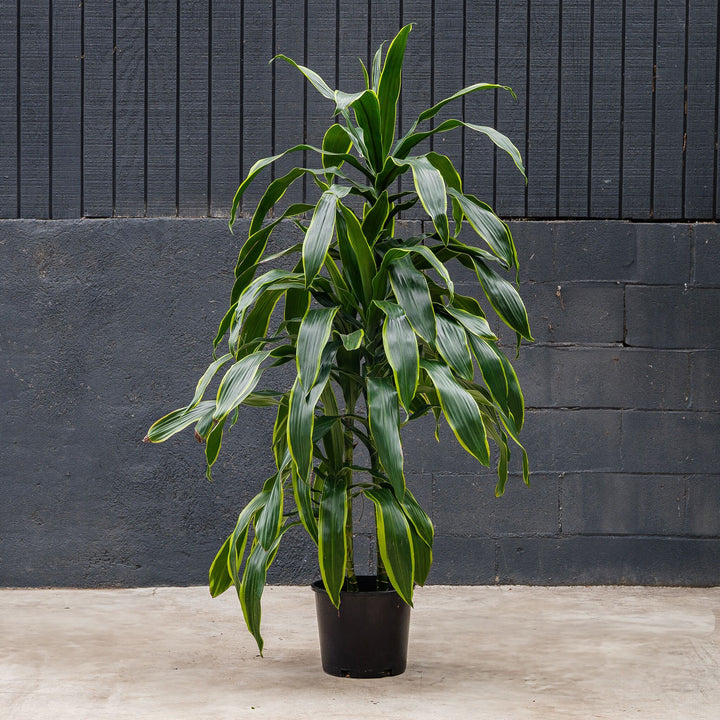 Dragon Tree (Dracaena Fragrans 'Pele')