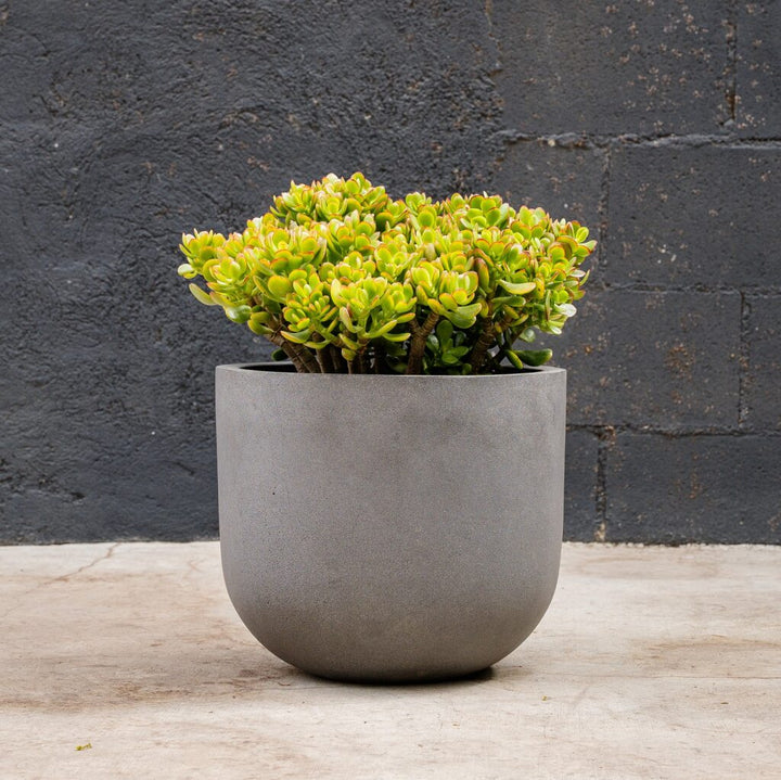 Crosby Jade (Crassula ovata Crosby’s Compacta)