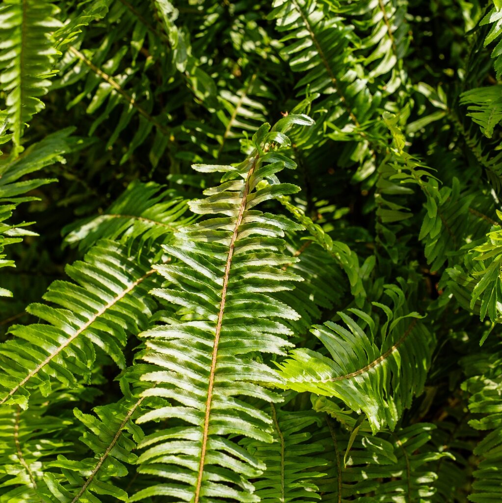 Fern Kimberly Queen (Nephrolepis Obliterata)