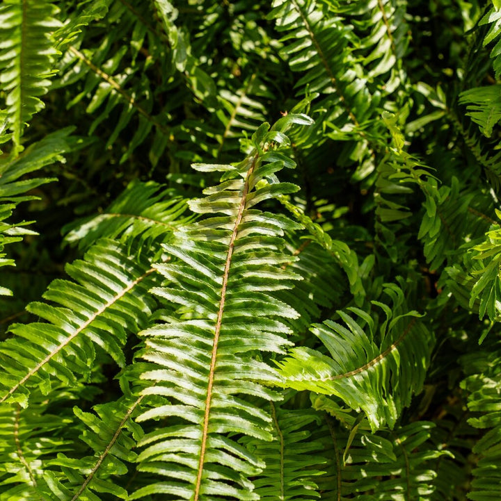 Fern Kimberly Queen (Nephrolepis Obliterata)