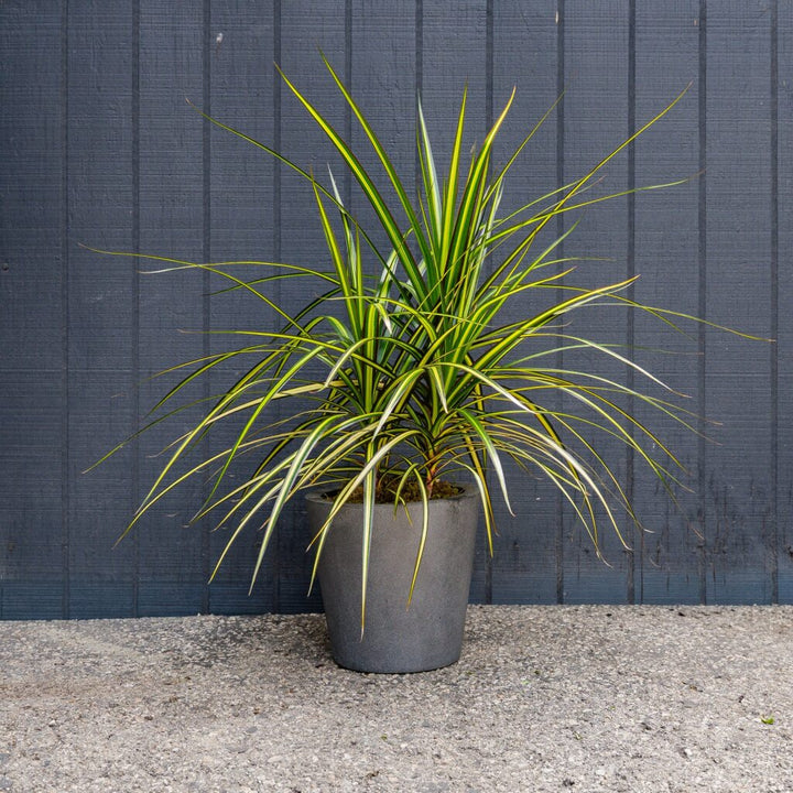 Sun Ray Dracaena (Dracaena marginata ‘Sun Ray’)