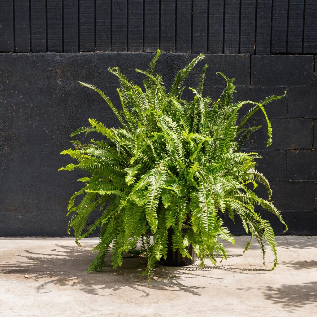 Fern Kimberly Queen (Nephrolepis Obliterata)