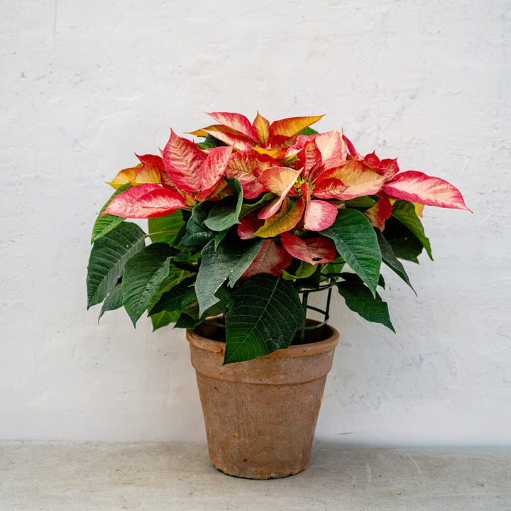 Poinsettia Ice Crystal