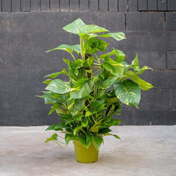 Pothos on Pole - Golden (Epipremnum Aureum)