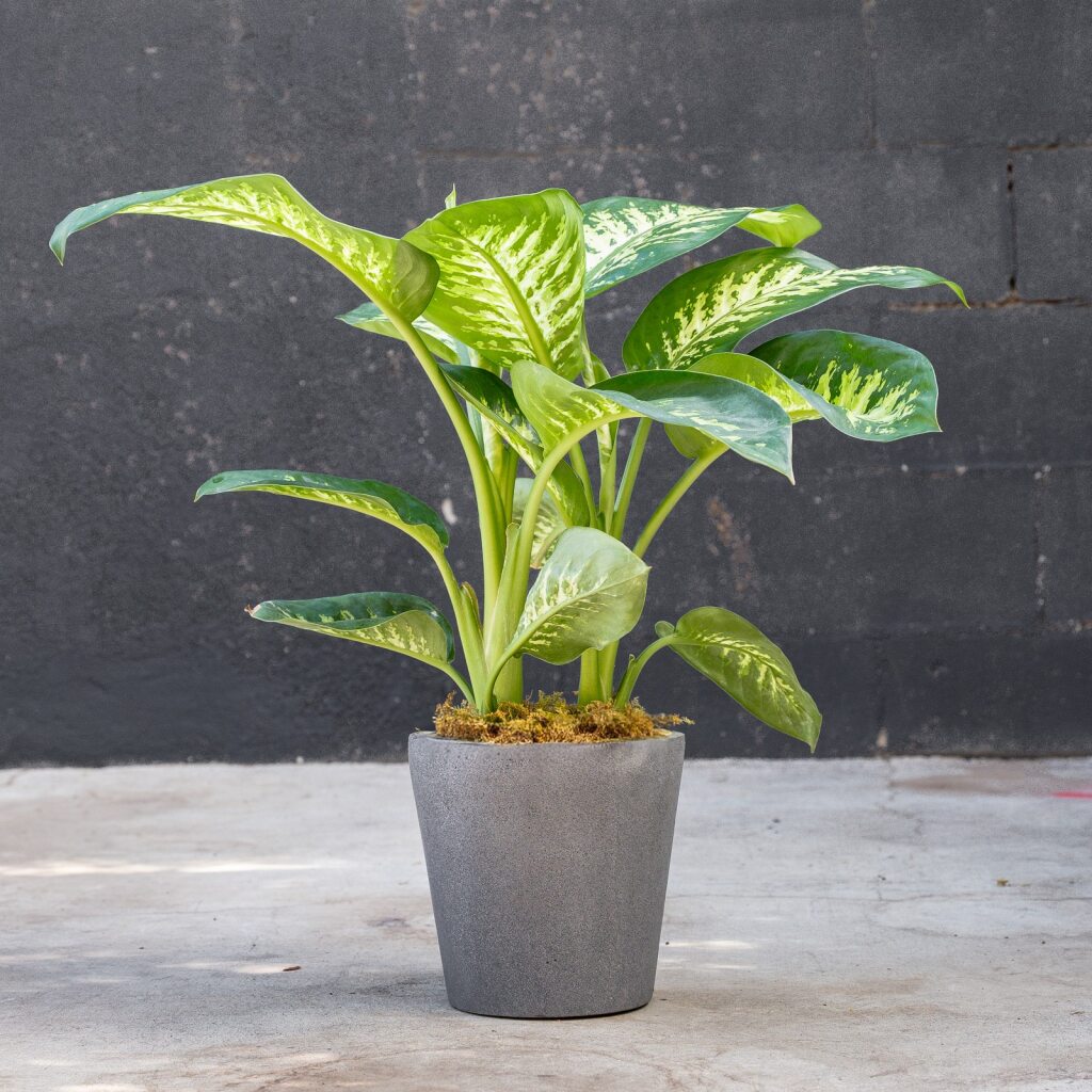 Dumb Cane (Dieffenbachia 'Tropic Snow')