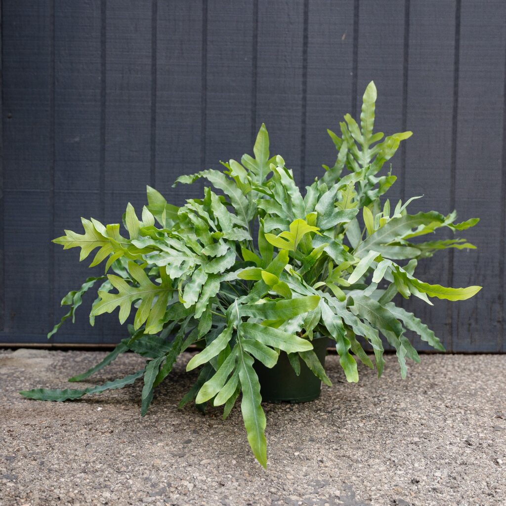 Blue Star Fern (Phlebodium aureum)