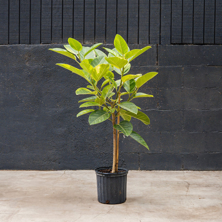 Ficus Altissima Variegated