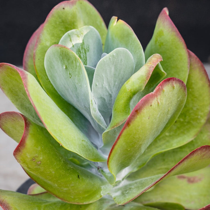 Kalanchoe luciae ‘Flapjack’ (Paddle Plant)