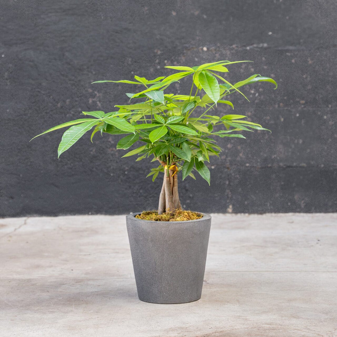 money plant tree in english Money Tree (Pachira aquatica) – Rolling Greens