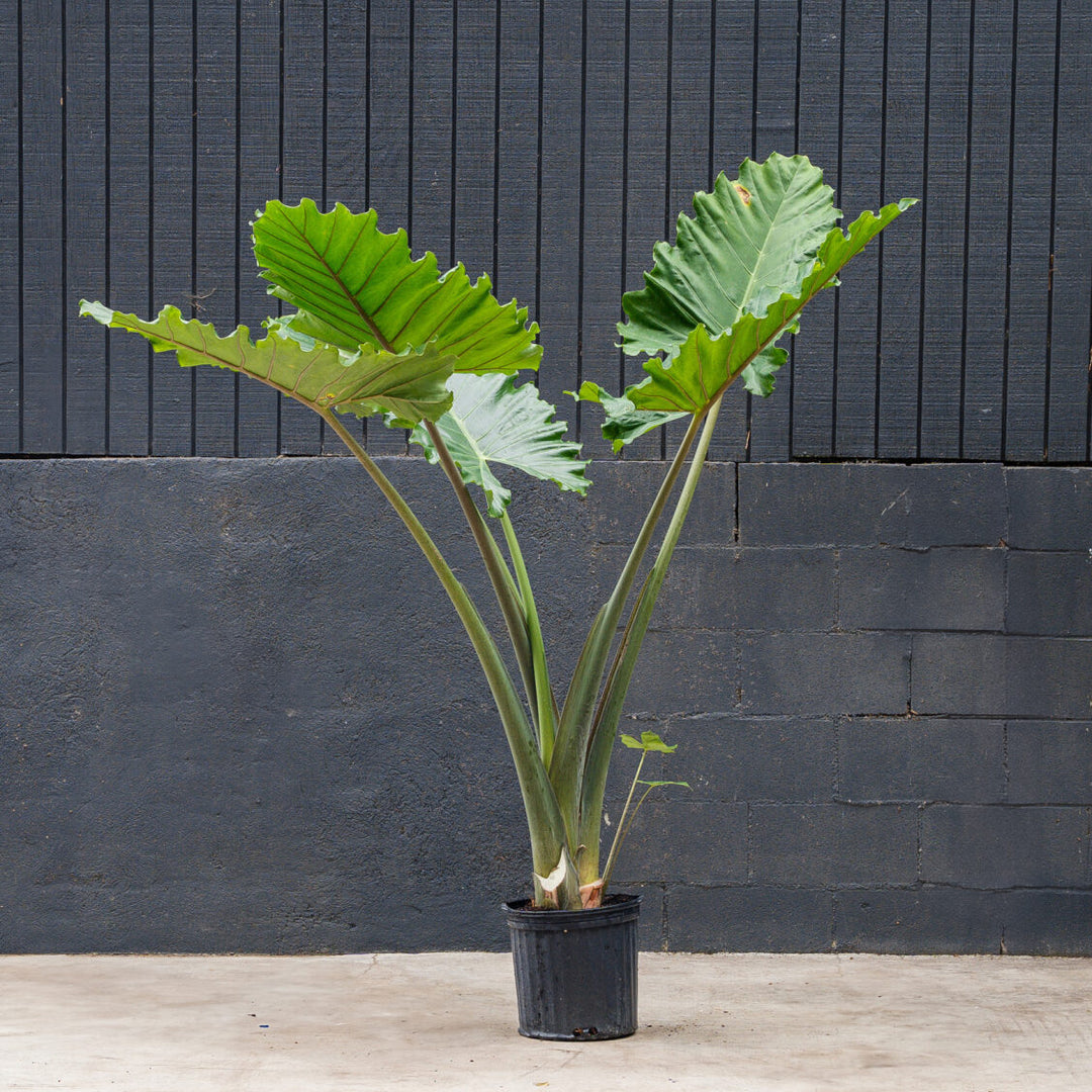 world's largest elephant ear plant Alocasia Giant Portora (Elephant Ear)