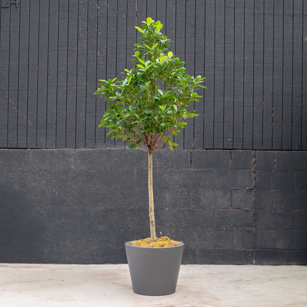 Ficus Moclame Tree (Ficus microcarpa)