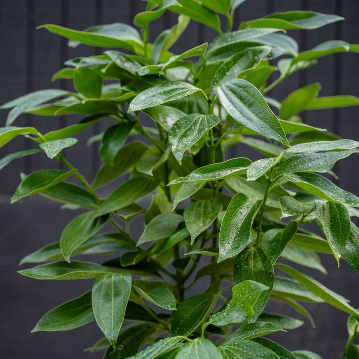 Canela Cinnamon Tree (Cinnamomum verum)