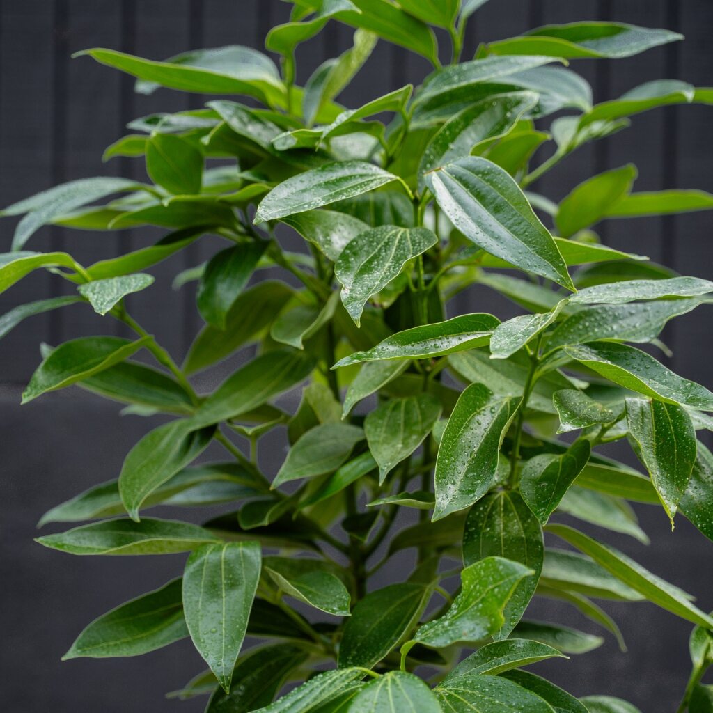 cinnamon bonsai tree Canela Cinnamon Tree (Cinnamomum verum) 10 in