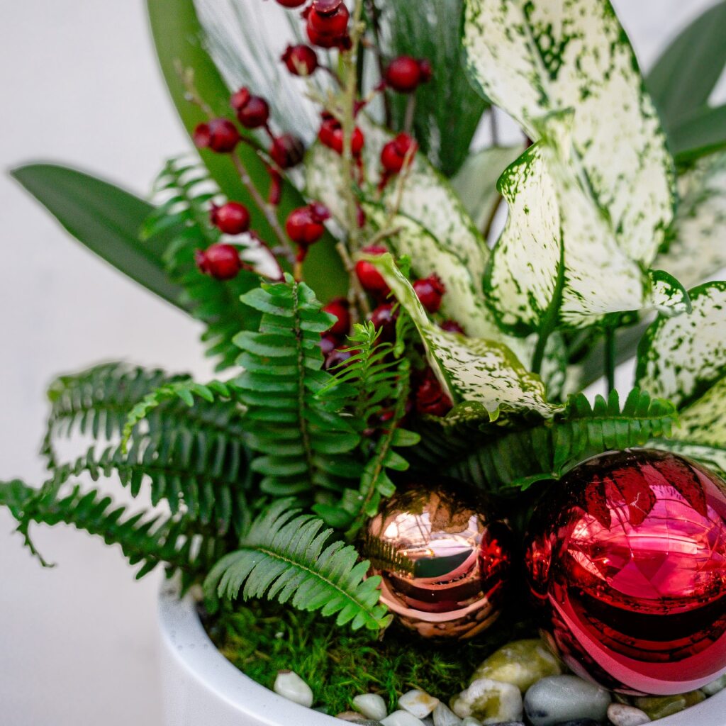 Holiday Orchid Arrangement