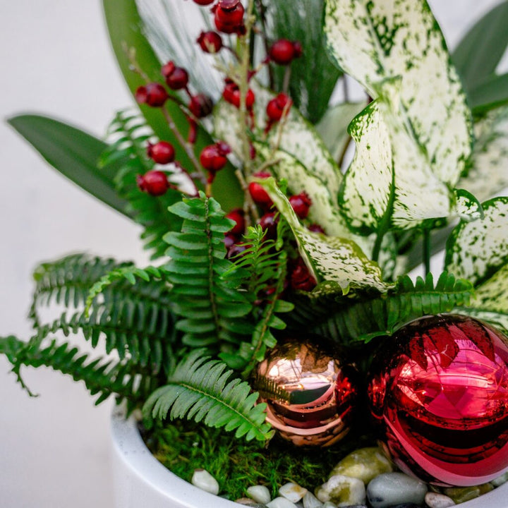 Holiday Orchid Arrangement