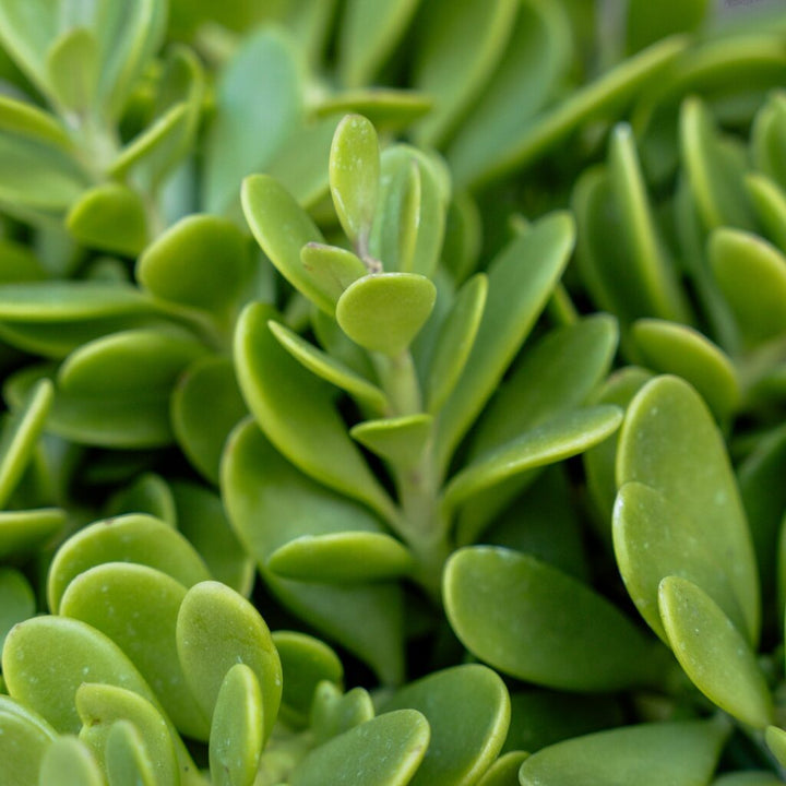Senecio Jacobensii (Trailing Jade)