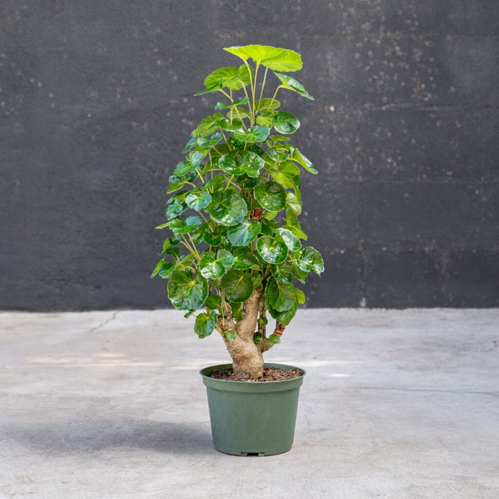 Aralia Balfour Stump (Polyscias balfouriana)