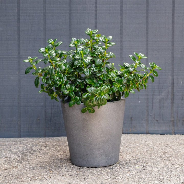 Candy Corn Plant (Nematanthus gregarius)