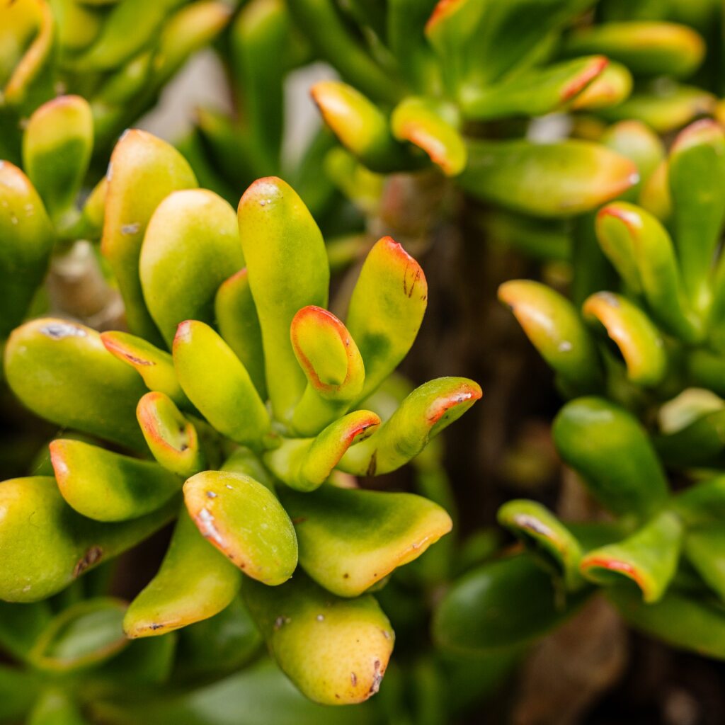 jade plant sunset gollum Crassula
