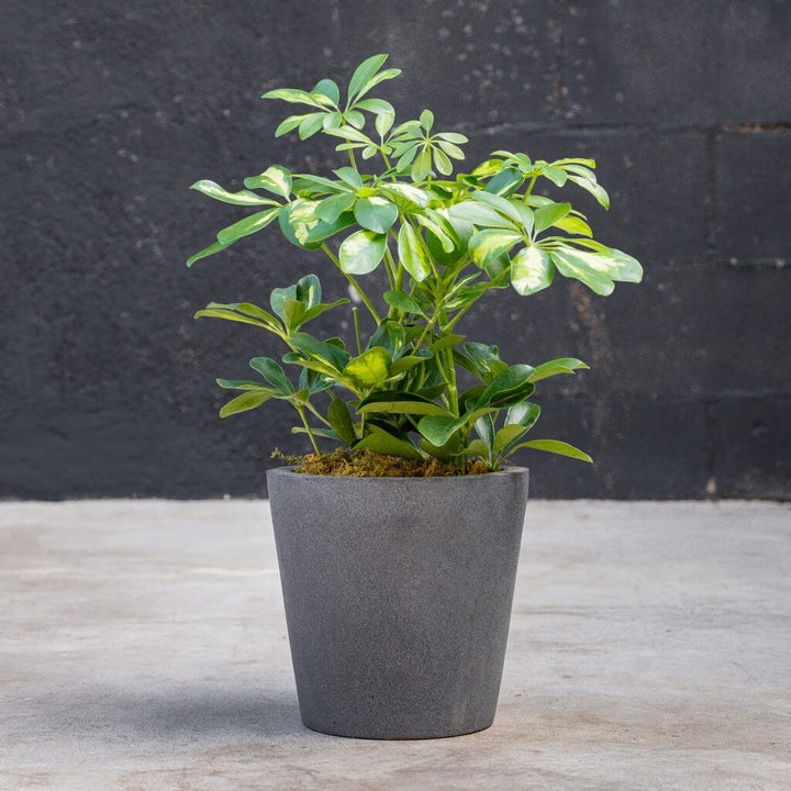 Schefflera Arboricola Variegated Bush
