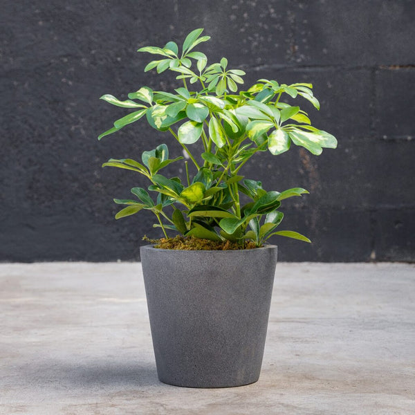 japanese blueberry variegated schefflera arboricola Schefflera Arboricola Variegated Bush