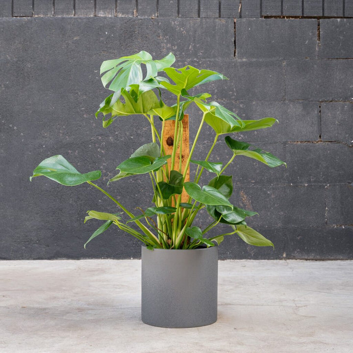 Monstera Deliciosa - Split Leaf Plant on bark