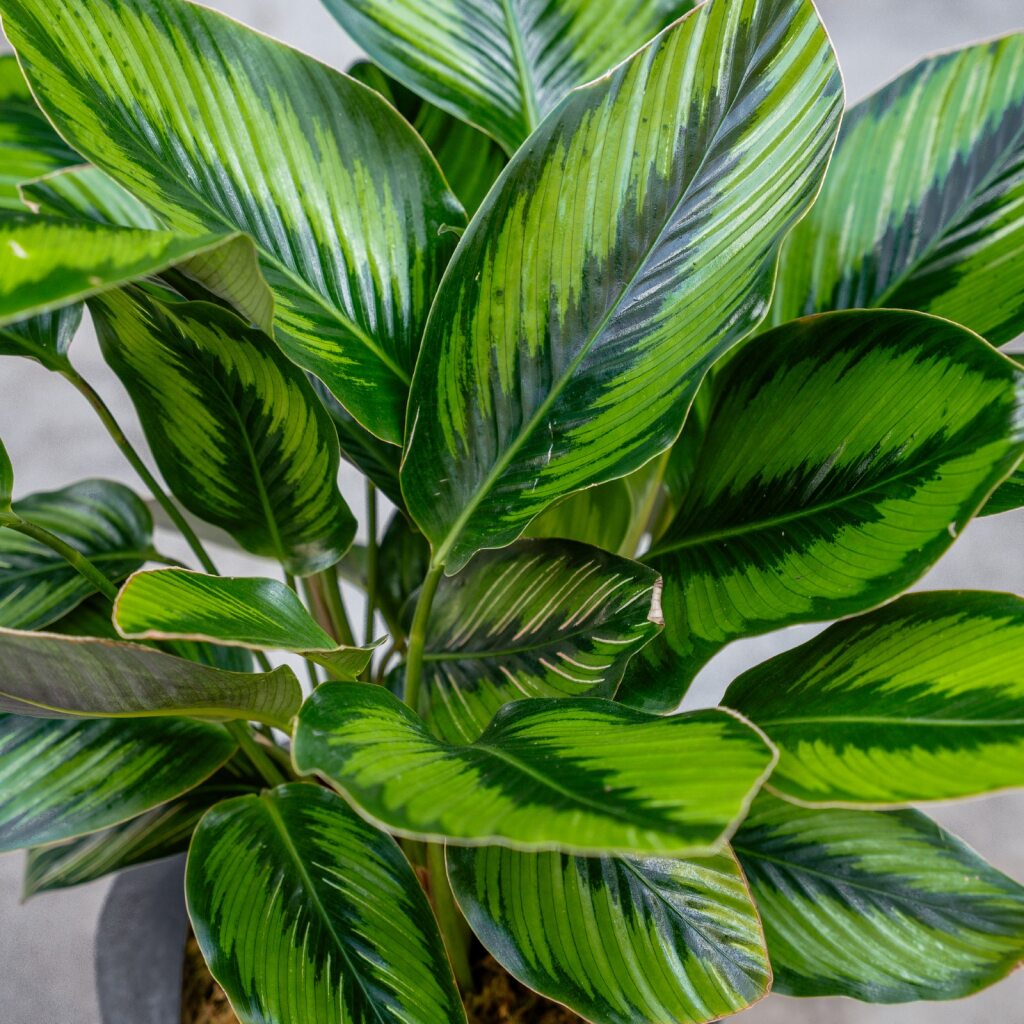 Calathea Beauty Star (Calathea ornata)