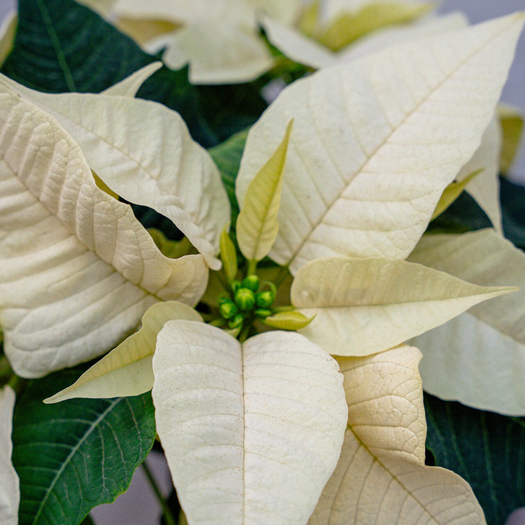 Poinsettia Classic White