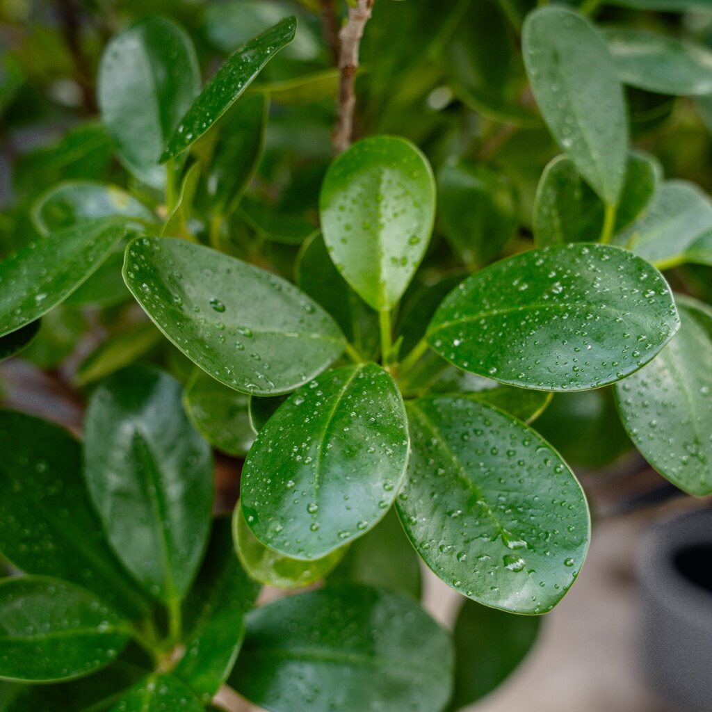 Ficus Moclame Tree (Ficus microcarpa)