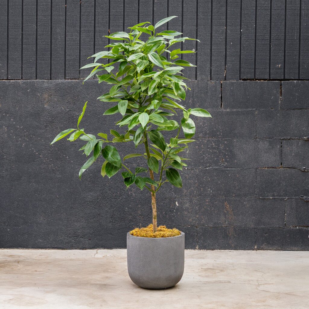 Canela Cinnamon Tree (Cinnamomum verum)