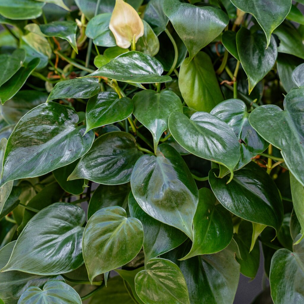 philodendron cordatum heart leaf Philodendron Cordatum (Heart Leaf) 6 in