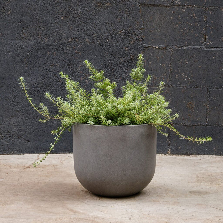 Coastal Rosemary ‘Mundi’ (Westringia fruticosa Mundi)