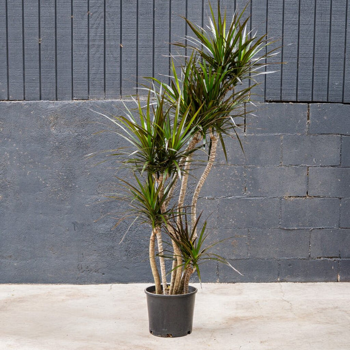 Dragon Plant (Dracaena 'Magenta')