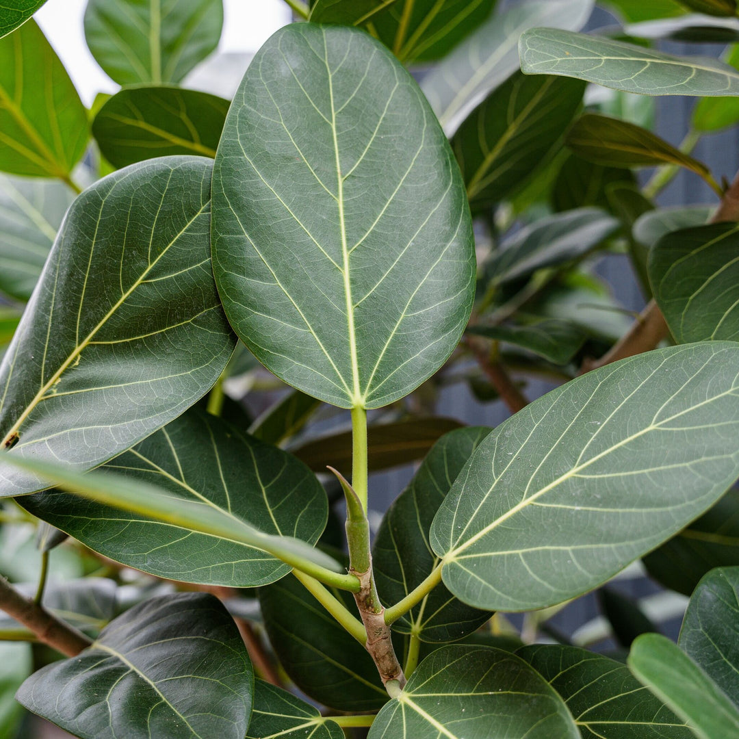 ficus audrey leaf Ficus Audrey Standard (Ficus benghalensis)