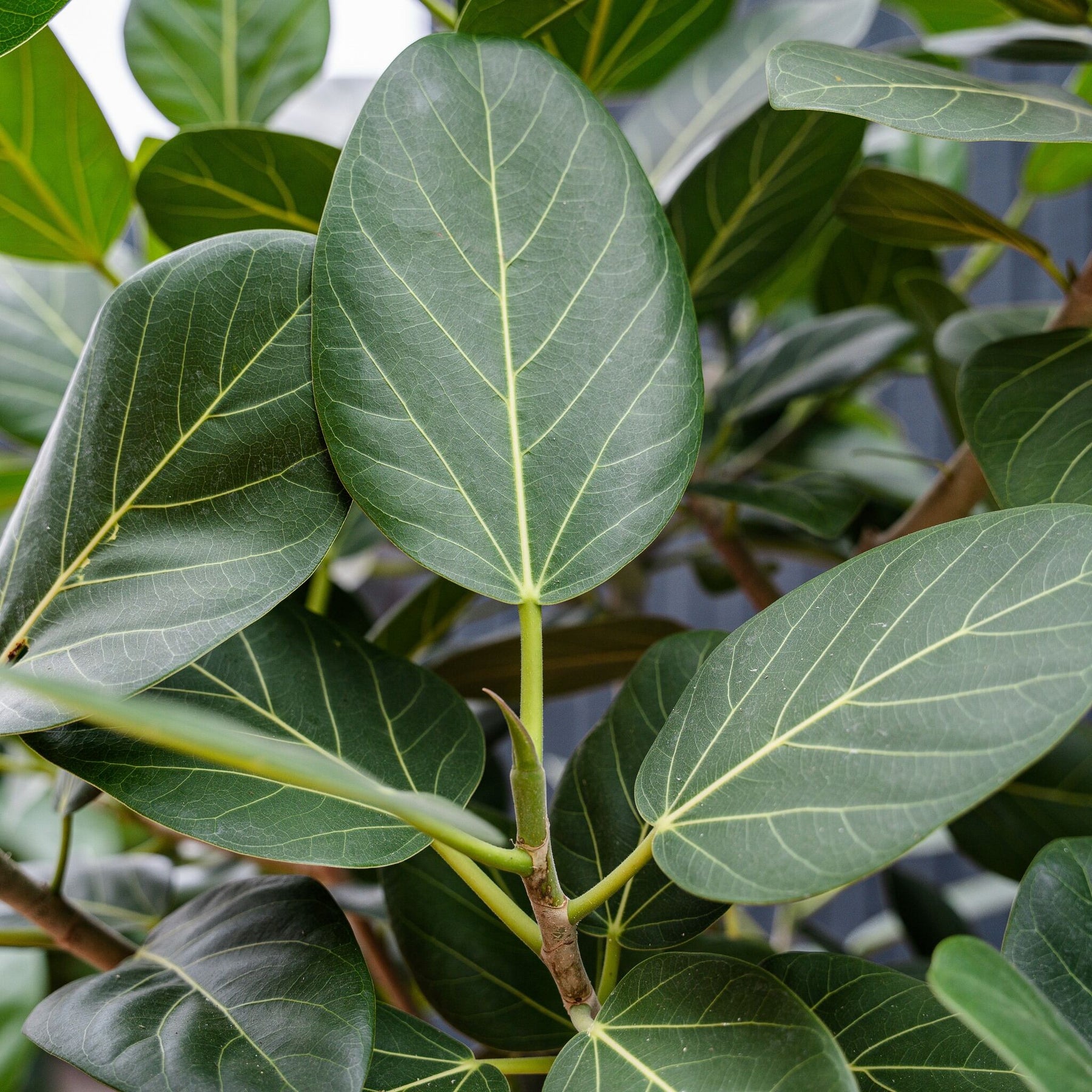 ficus audrey standard Ficus Audrey Standard (Ficus benghalensis) – Rolling Greens