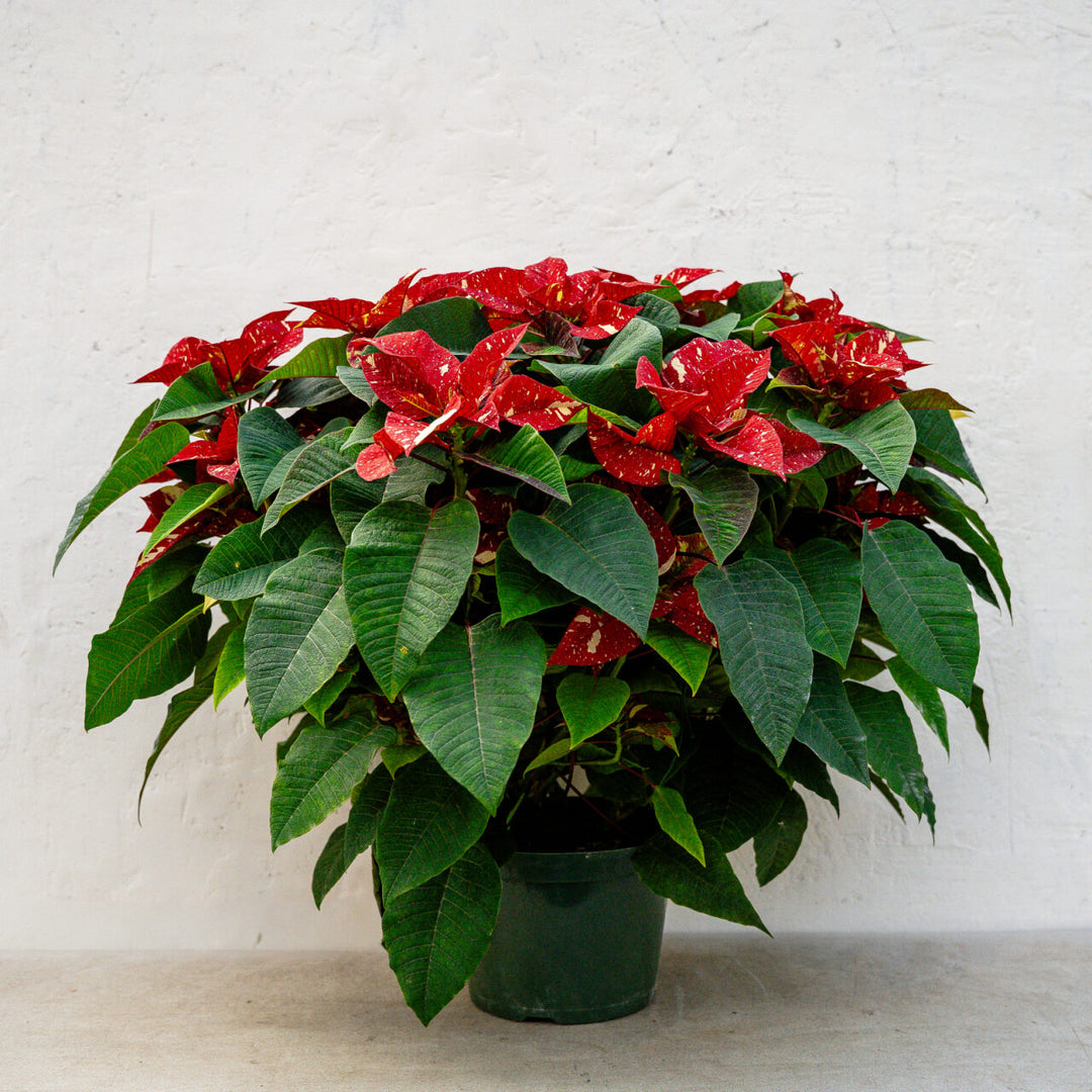Poinsettia Superba New Glitter