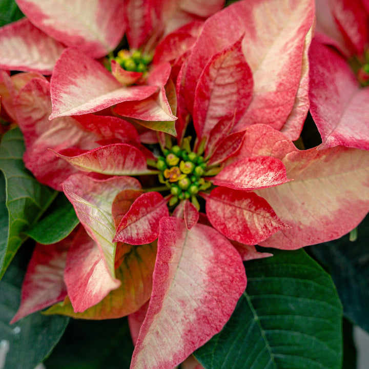 Poinsettia Ice Crystal