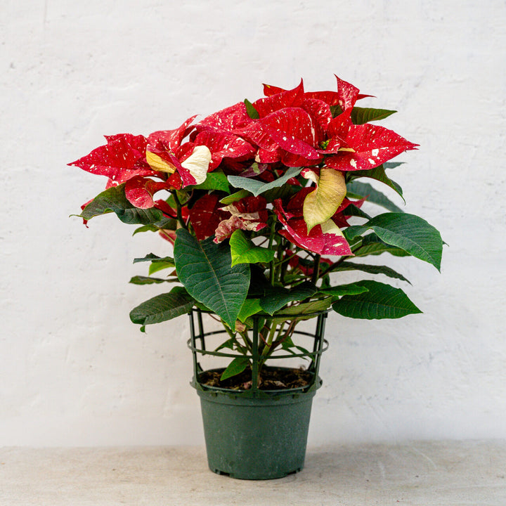 Poinsettia Superba New Glitter