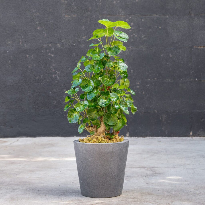 Aralia Balfour Stump (Polyscias balfouriana)
