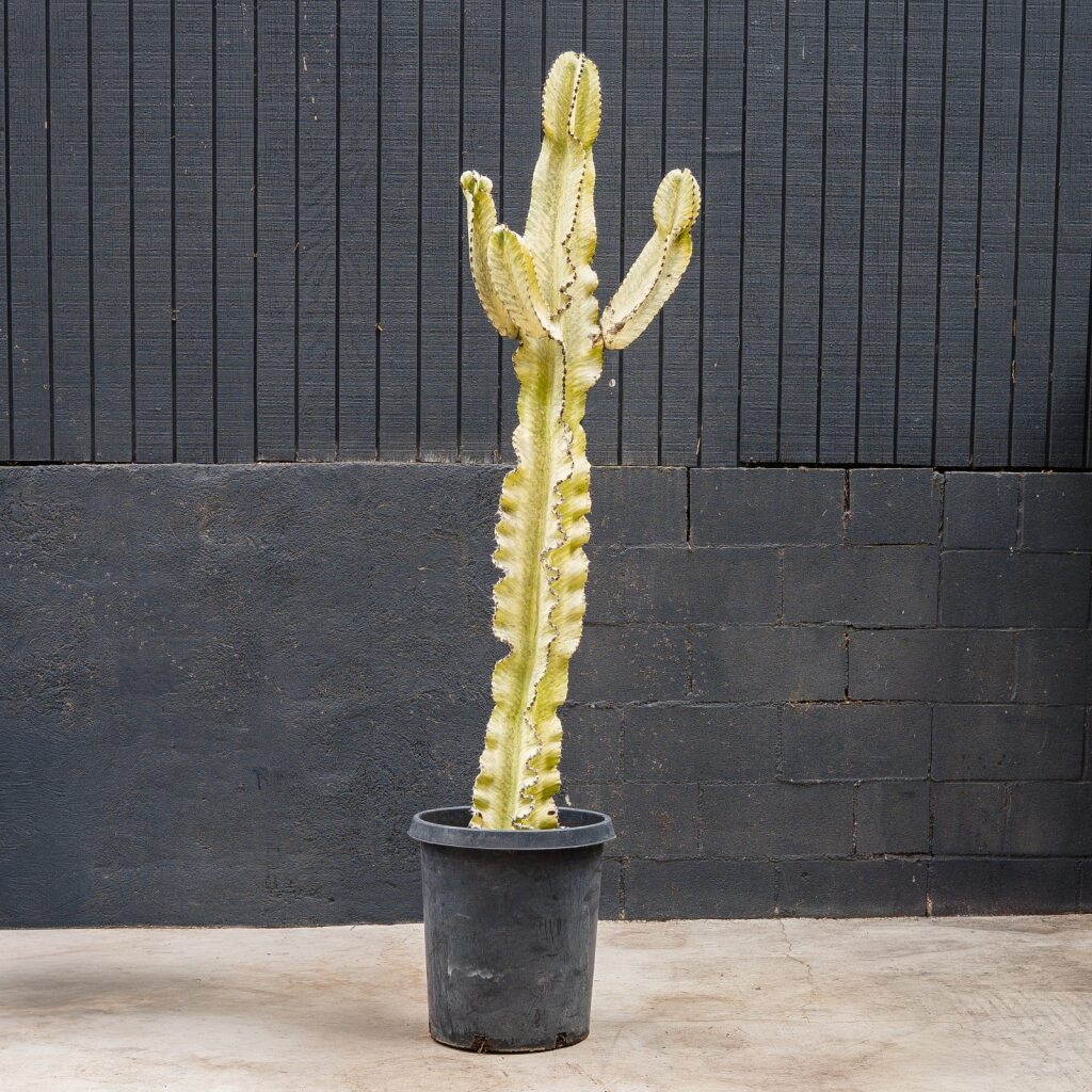 Euphorbia Ammak (Euphorbia ammak)