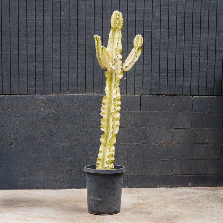 Euphorbia Ammak (Euphorbia ammak)