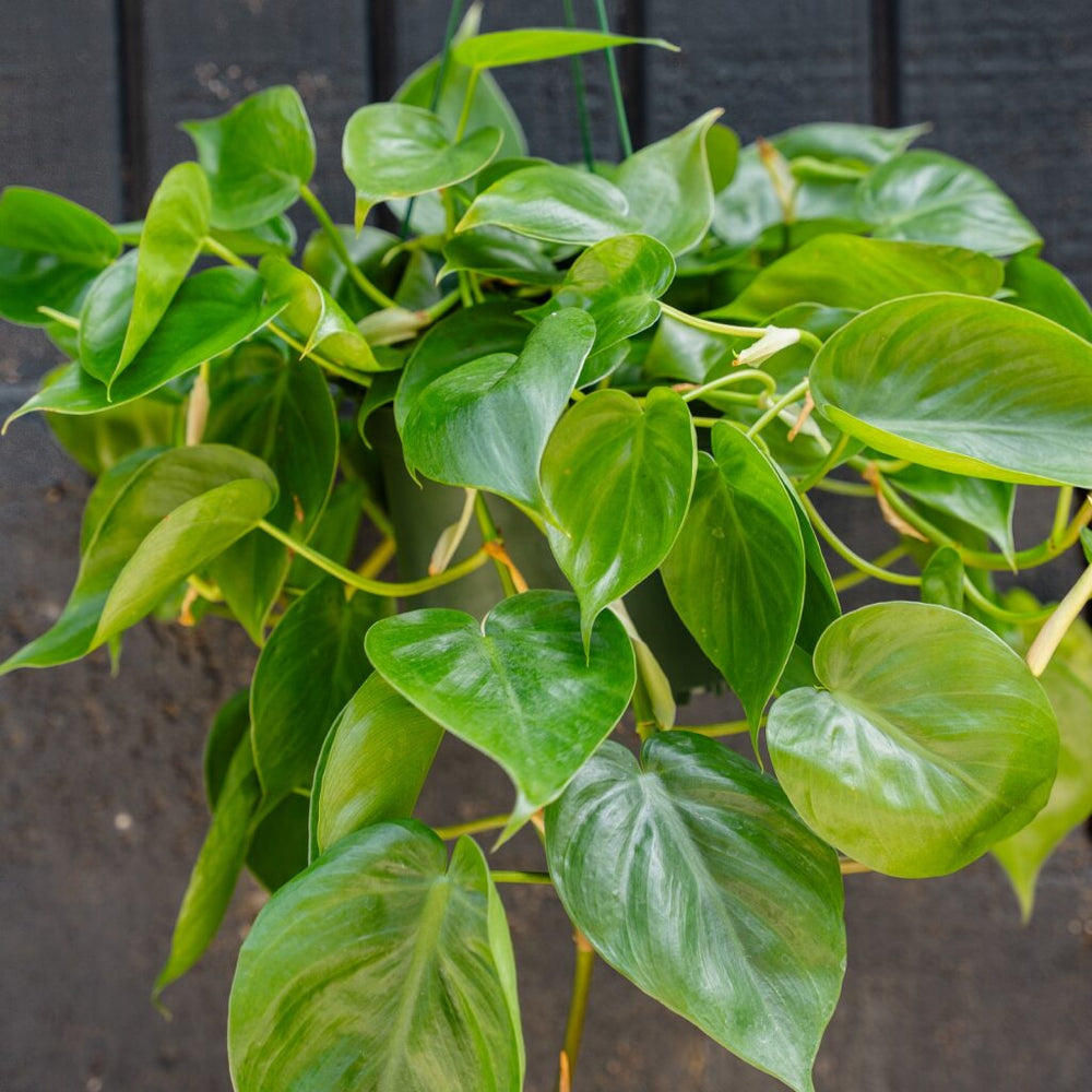heartleaf philodendron buy Philodendron Cordatum (Heart Leaf) 6 in
