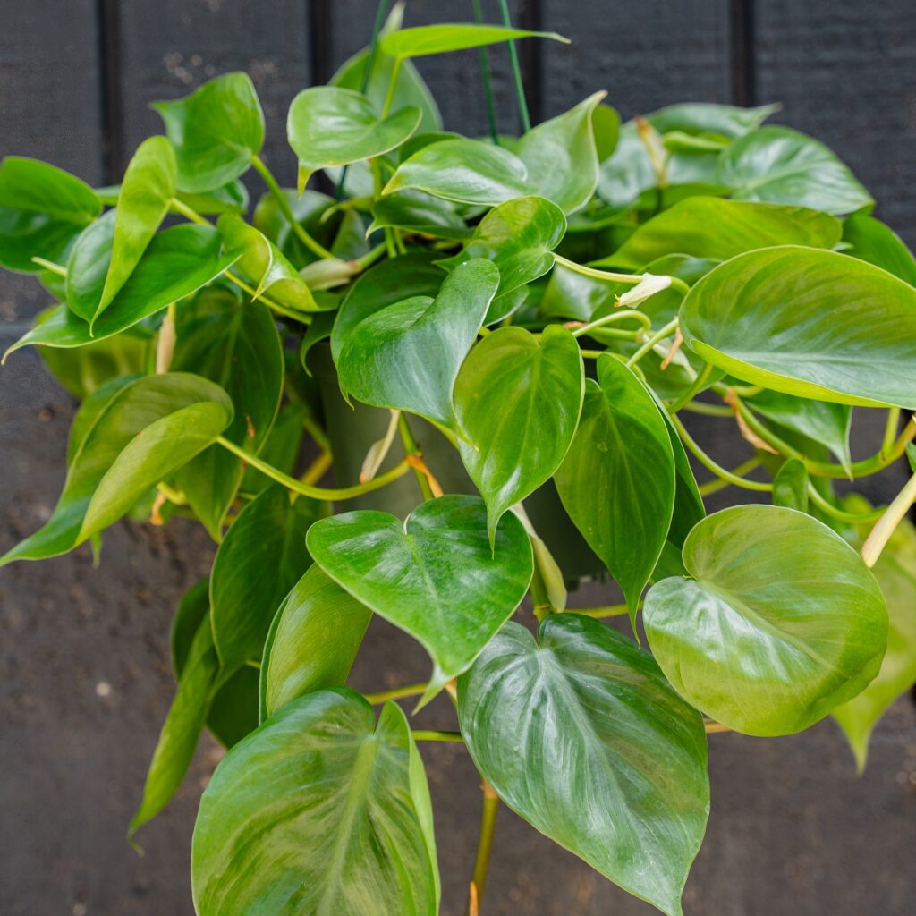 philodendron cordatum Philodendron Cordatum (Heart Leaf) 6 in