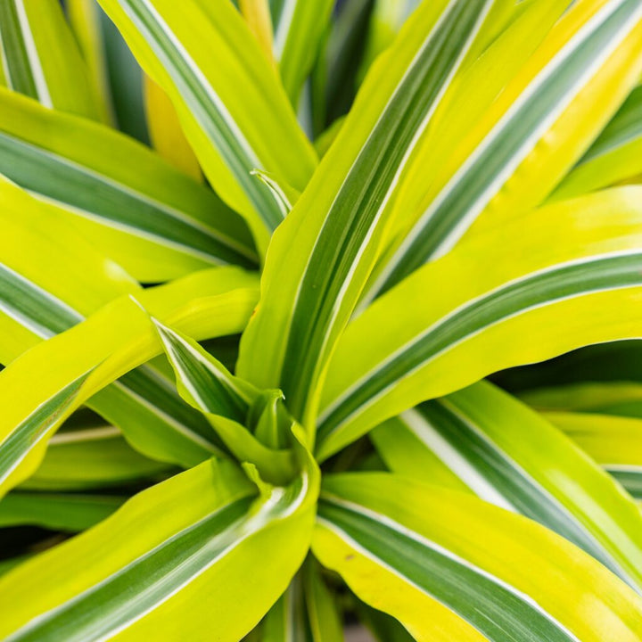 Dracaena Green Stripe (Dracaena Deremensis)
