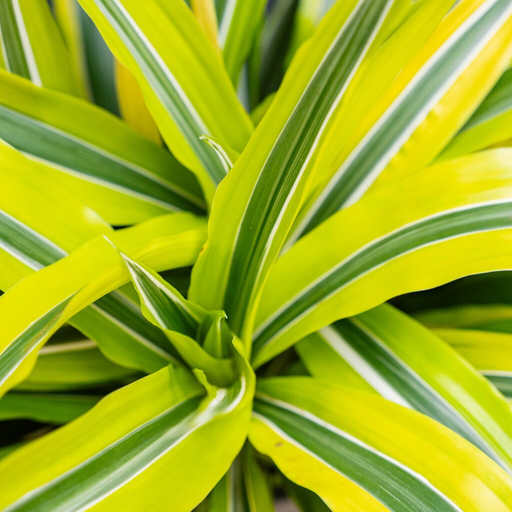 dracaena yellow stripe Dracaena Green Stripe (Dracaena Deremensis)