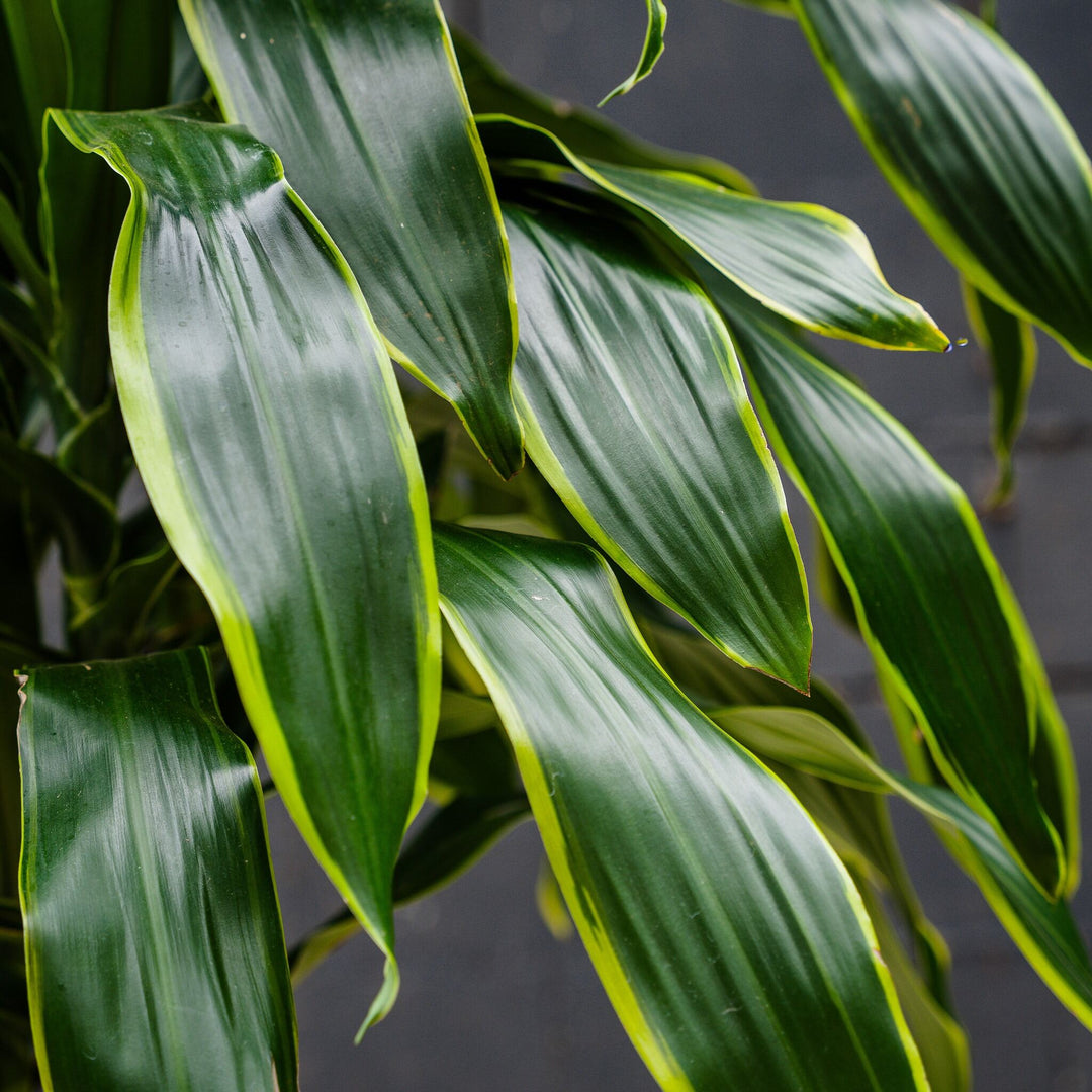 hawaiian dracaena pele Dracaena Fragrans Pele (Dragon Tree) 10 in