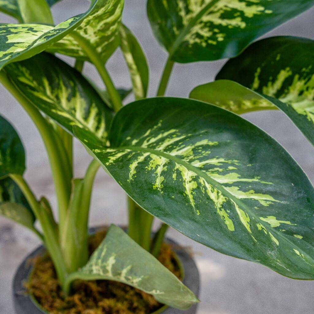 dieffenbachia tropic snow height Tropic Snow (Dieffenbachia)