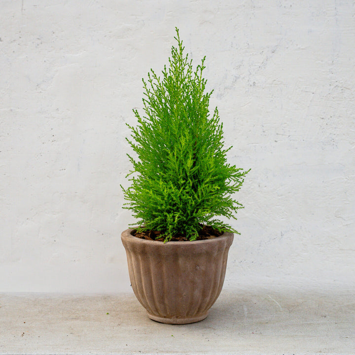 Lemon Cypress Topiary