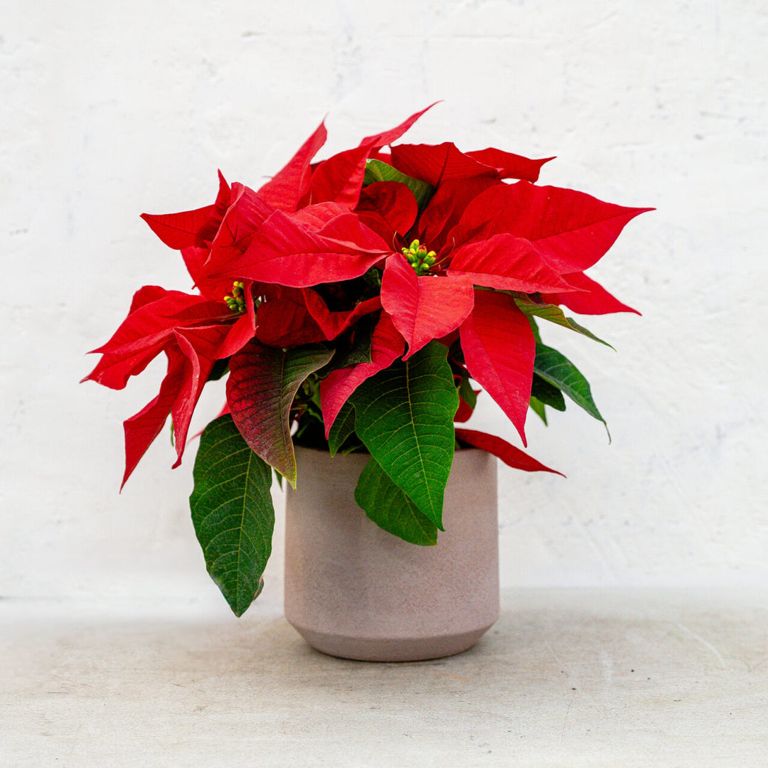 Poinsettia Classic Red
