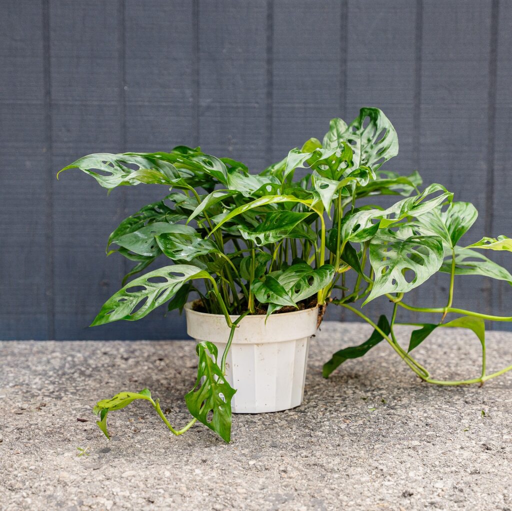 monstera adansonii narrow form Monstera Adansonii – Swiss Cheese Plant (Narrow Form)